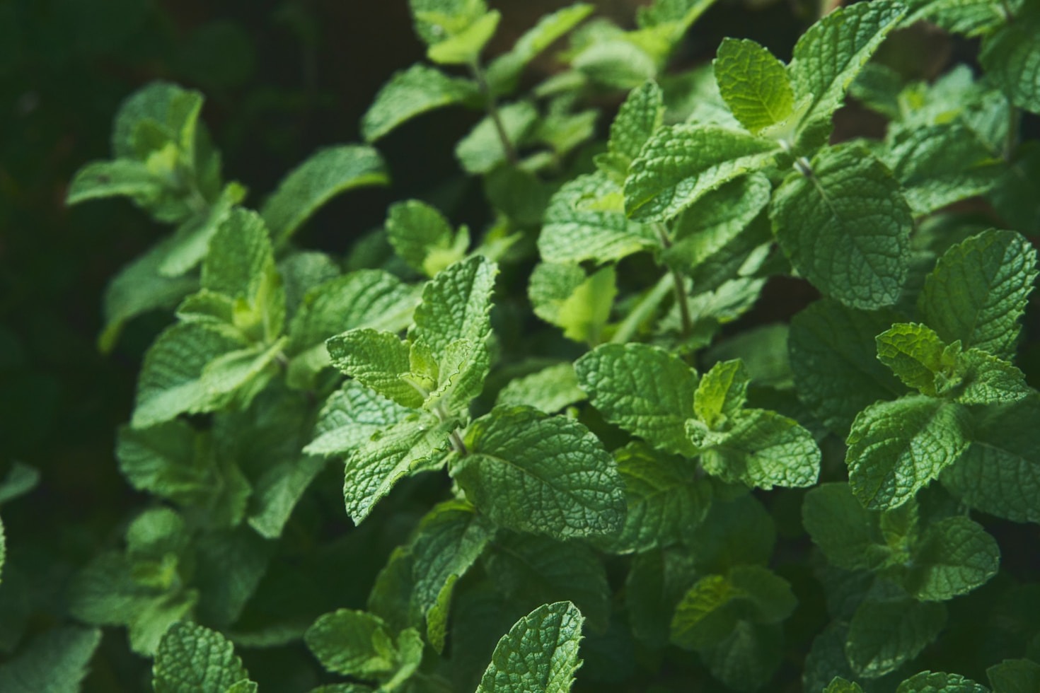 7 Ancient Foods That Support a Healthier Gut